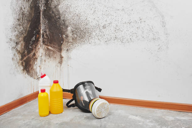 Best Local Mold Removal Service  in Falmouth, VA