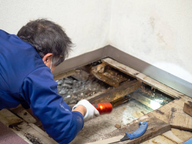 Office Mold Removal Services in Falmouth, VA