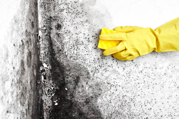 Best Emergency Mold Removal  in Falmouth, VA