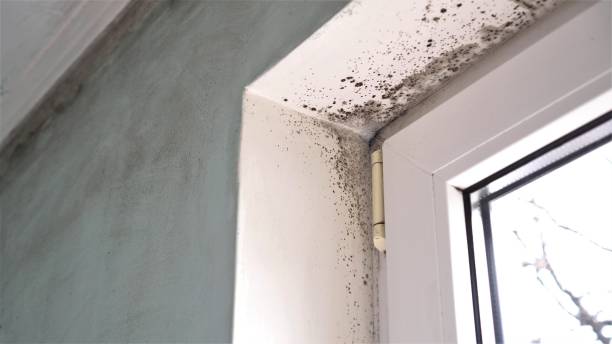 Best Commercial Mold Removal  in Falmouth, VA
