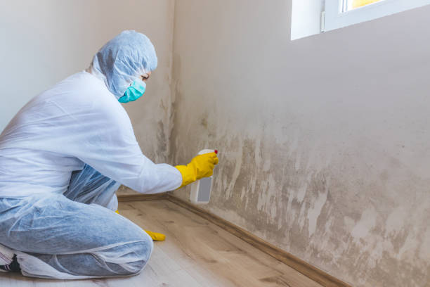 Professional Mold Removal in Falmouth, VA