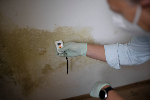 Best Mold Testing  in Falmouth, VA