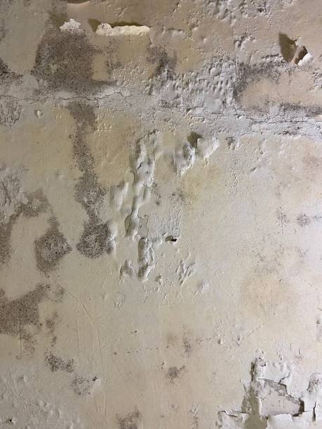 Best Best Mold Removal Companies  in Falmouth, VA
