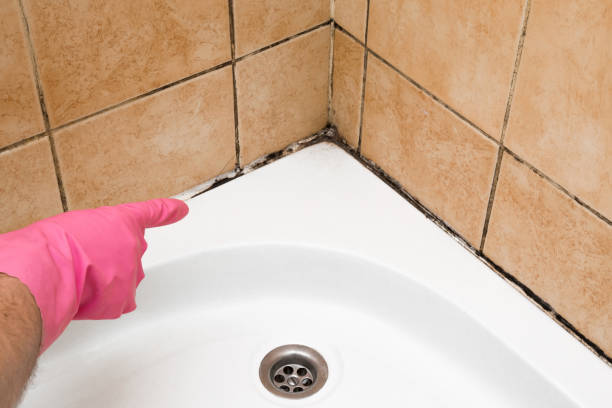 Best Toxic Mold Removal  in Falmouth, VA