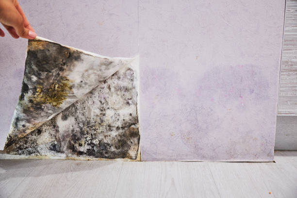 Best Office Mold Removal Services  in Falmouth, VA